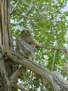 Owl mama and baby